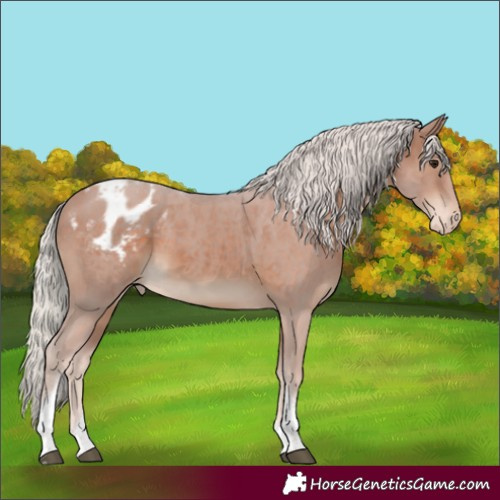 Horse Color:Silver Brown Tobiano Blanket 
