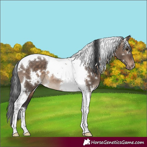 Horse Color:White Spotted Brown Dun Tobiano Blanket 