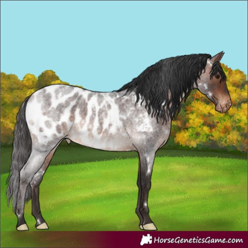 Horse Color:White Spotted Brown Roan Near Leopard
