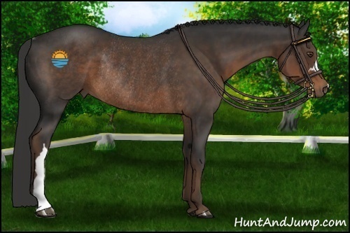 Horse Color:Liver Chestnut Rabicano 