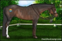 Horse Color:Liver Chestnut Rabicano