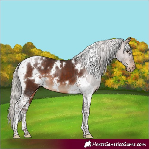Horse Color:White Spotted Silver Brown Tobiano Blanket 