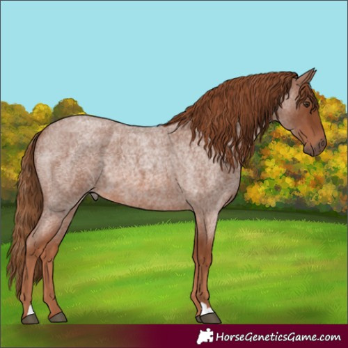 Horse Color:Red Roan