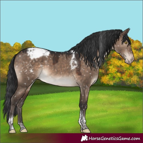 Horse Color:Brown Dun Tobiano Snowcap Rabicano