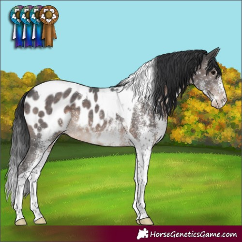 Horse Color:White Spotted Brown Tobiano Near Leopard Rabicano