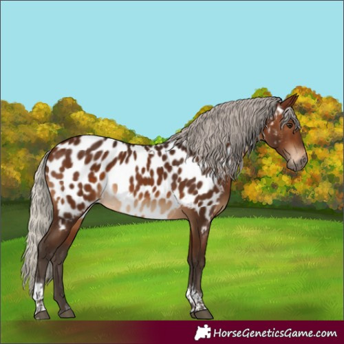 Horse Color:Gray White Spotted Silver Bay Tobiano Near Leopard 