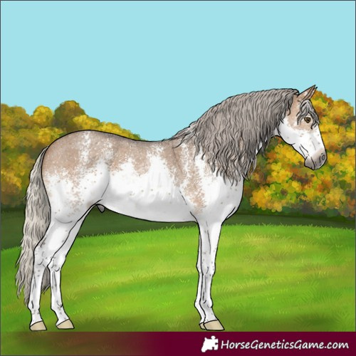 Horse Color:Gray White Spotted Silver Bay Dun Sabino 