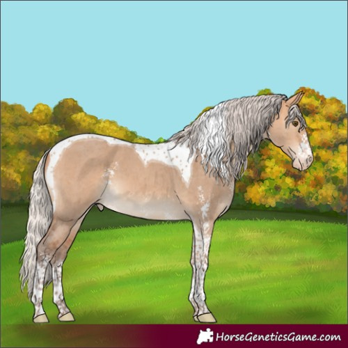 Horse Color:Silver Bay Dun Sabino Tobiano Varnish 