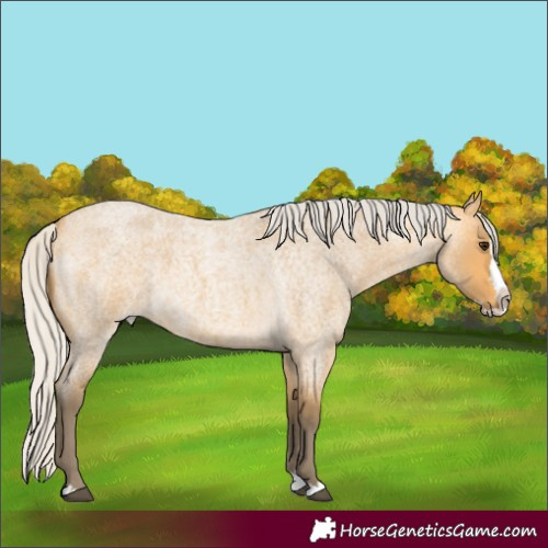 Horse Color:Silver Buckskin Roan Splash 