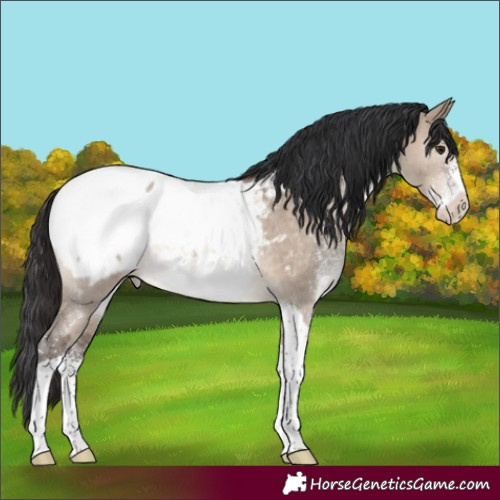 Horse Color:Brown Dun Sabino Tobiano Near Fewspot Rabicano 