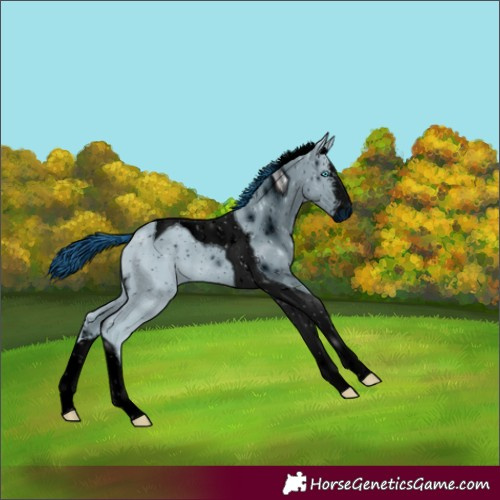 Horse Color:ERROR: UNKNOWN ANOMALY