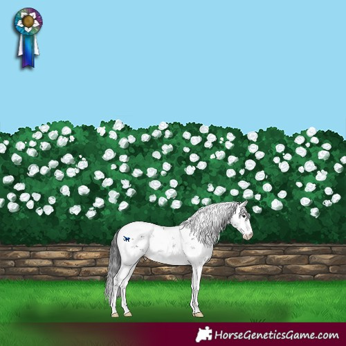 Horse Color:Brown Sabino 