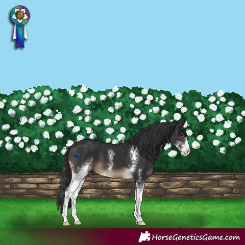 Horse Color:Brown Sabino