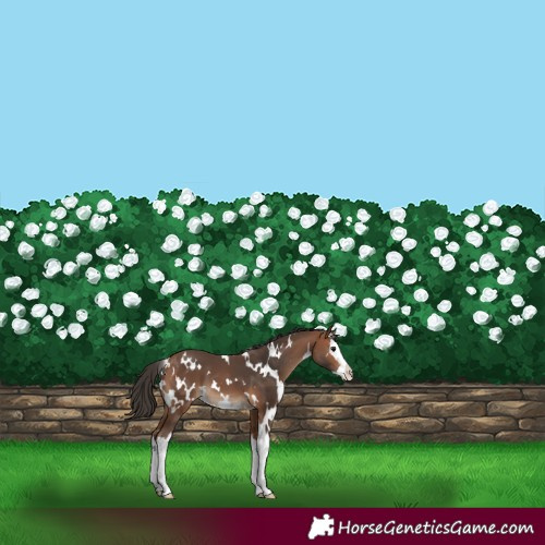 Horse Color:White Spotted Bay Splash