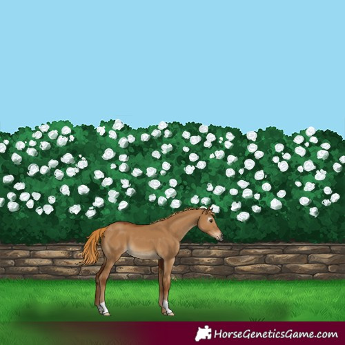 Horse Color:Gray Red Dun 