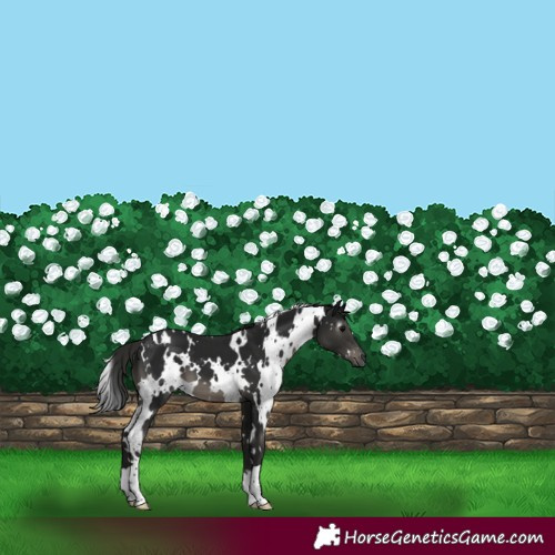 Horse Color:Gray White Spotted Black