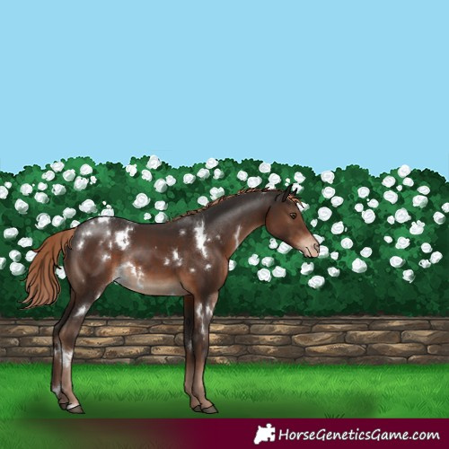 Horse Color:White Spotted Liver Chestnut Varnish Rabicano 