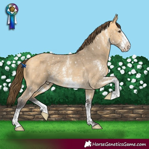 Horse Color:Buckskin Dun Sabino Snowflake Varnish Rabicano