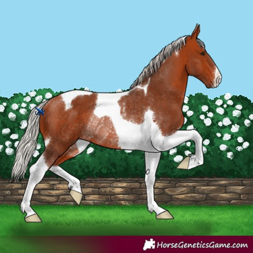 Horse Color:Silver Bay Tobiano Rabicano