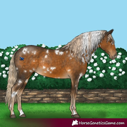 Horse Color:White Spotted Chocolate Palomino Rabicano 