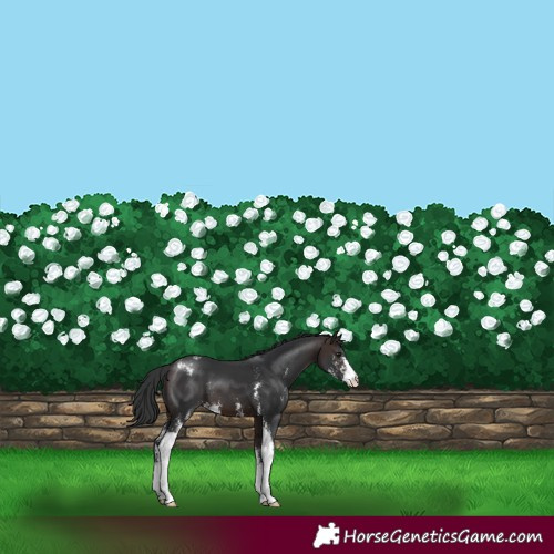 Horse Color:Brown Sabino Varnish