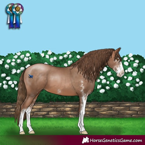 Horse Color:Brown Pearl Sabino 
