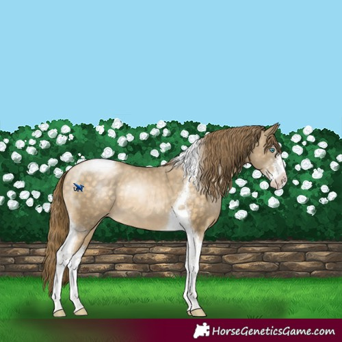 Horse Color:Buckskin Pearl Sabino Tobiano