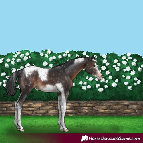 Horse Color:Brown Tobiano Frame Snowflake Varnish