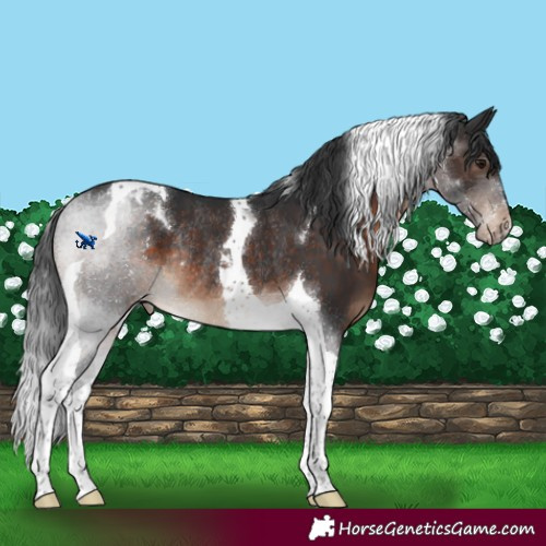 Horse Color:Brown Tobiano Varnish Rabicano 