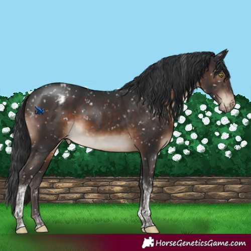 Horse Color:Brown Tobiano Snowflake Varnish