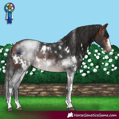Horse Color:White Spotted Bay 