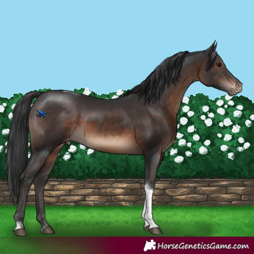 Horse Color:Brown Tobiano Varnish Rabicano 