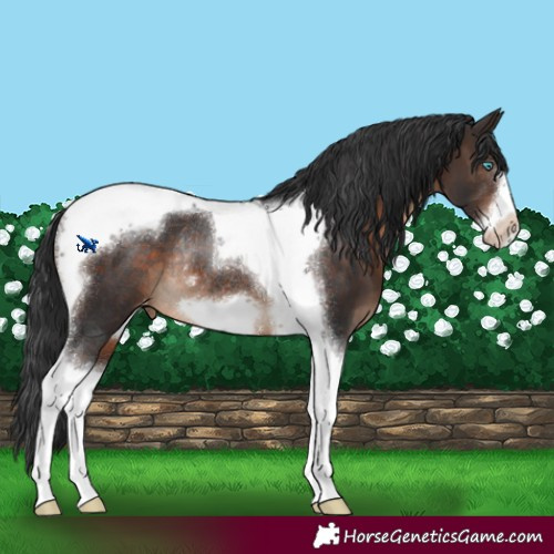 Horse Color:Brown Tobiano Frame Varnish Rabicano 