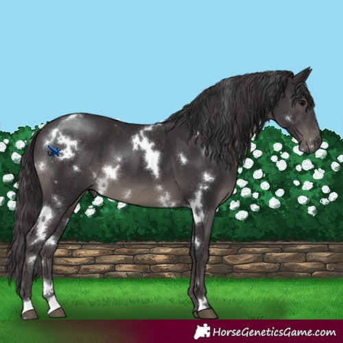 Horse Color:White Spotted Smoky Black 