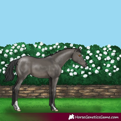 Horse Color:Grullo