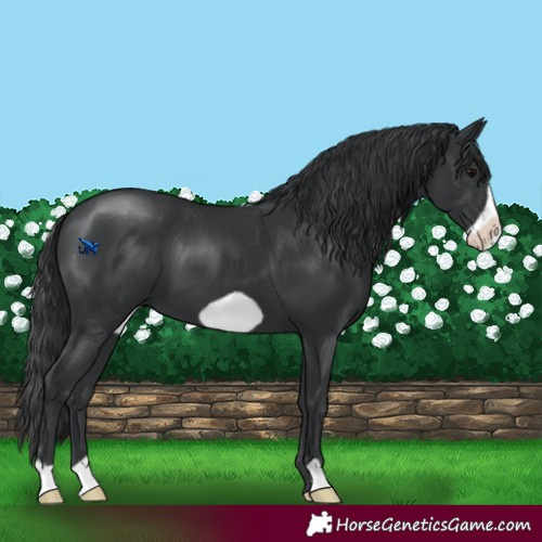 Horse Color:Black Frame