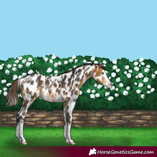 Horse Color:White Spotted Buckskin Splash Leopard 