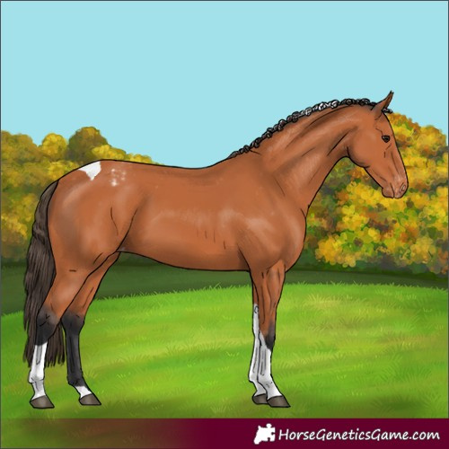 Horse Color:Bay Tobiano Varnish 