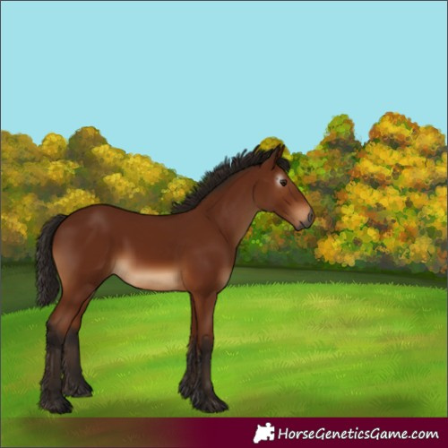 Horse Color:Gray Bay 
