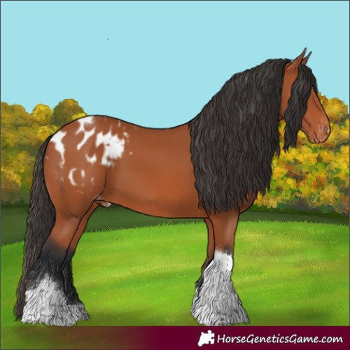 Horse Color:Bay Tobiano Blanket 