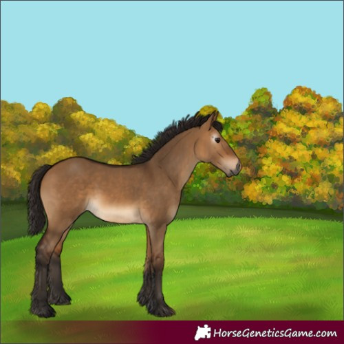Horse Color:Gray Bay Dun