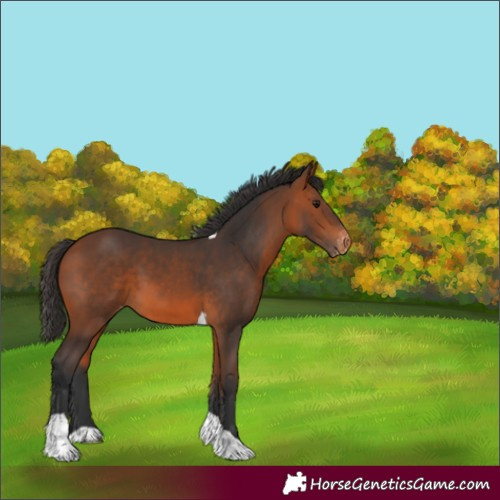 Horse Color:Bay Tobiano Varnish