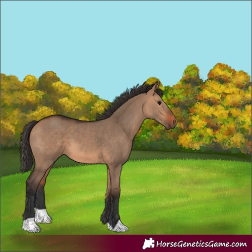 Horse Color:Bay Dun