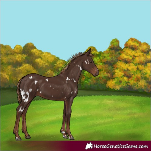 Horse Color:White Spotted Liver Chestnut 