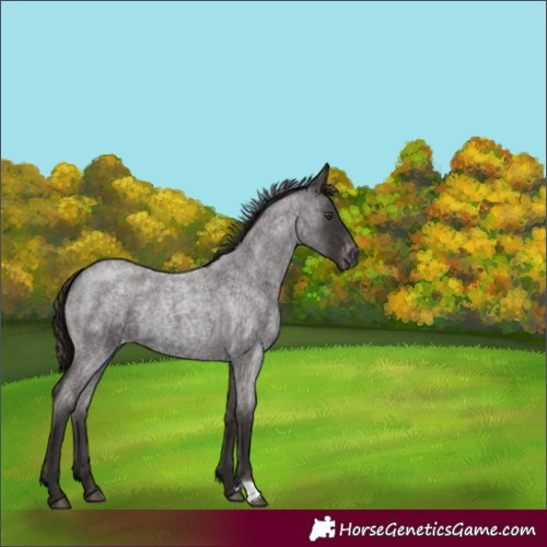 Horse Color:Liver Red Roan Varnish 