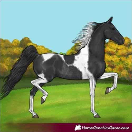 Horse Color:Black Tobiano Rabicano