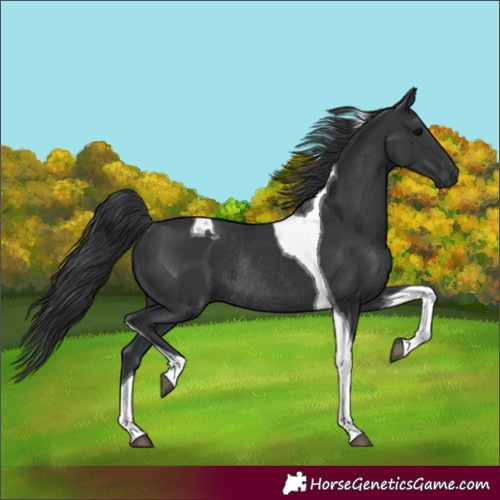 Horse Color:Black Tobiano Rabicano 