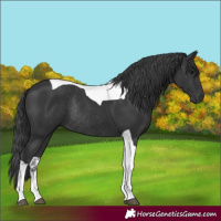 Horse Color:Black Tobiano Rabicano 