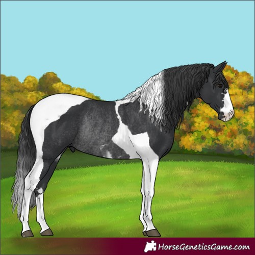 Horse Color:Black Tobiano Rabicano 