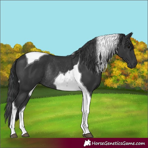 Horse Color:Black Tobiano Rabicano 